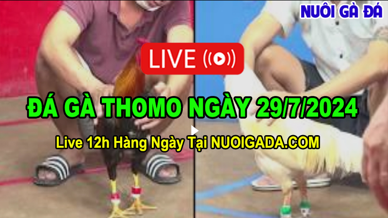 Live đá gà cựa sắt mới nhất từ CPC3 ngày 29/7/2024 - Nuôi Gà Đá