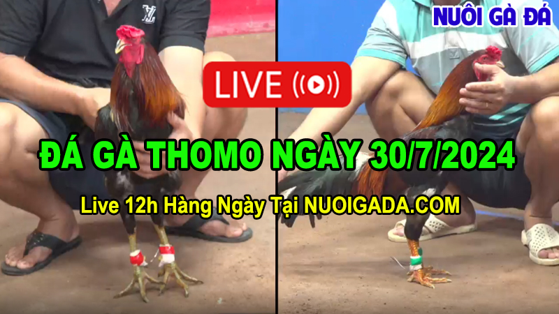 Trực tiếp đá gà online CPC3 hôm nay ngày 30/7/2024 - Nuôi Gà Đá