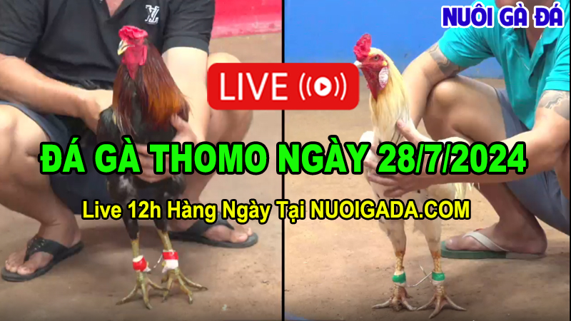 Xem clip đá gà C3 Thomo hôm nay 28/7/2024 - Nuôi Gà Đá