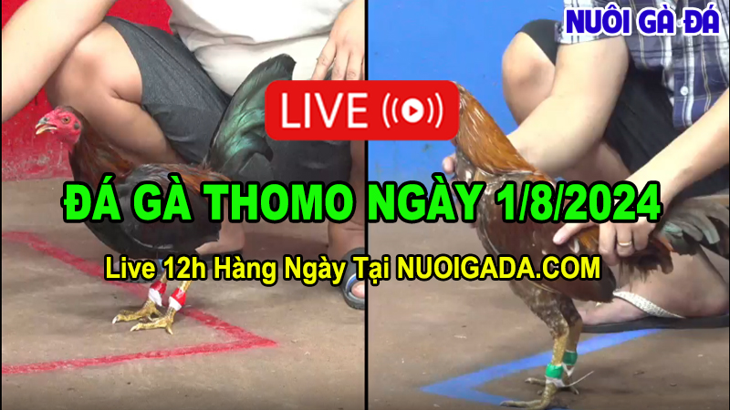 Live đá gà trực tuyến CPC3 Campuchia ngày 1/8/2024 - Nuôi Gà Đá